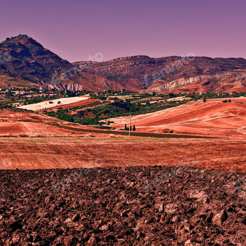 Preview: Olive Groves And Plowed Sloping Hills Of Sicily In Spring At Sunset
