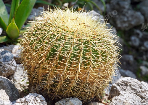 Preview: Beautiful Shape Green Cactus Plant