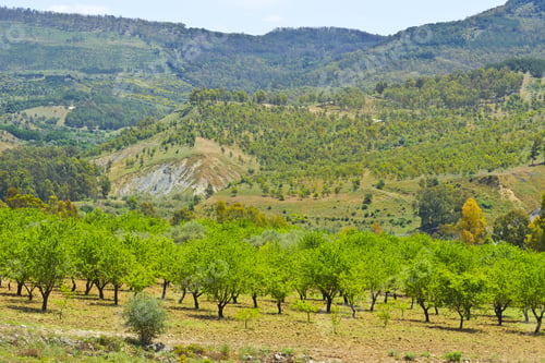 Preview: Landscape Of Sicily In The Spring