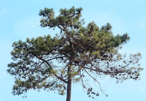 Preview: Pine Tree Top With Cones On Sky Background.