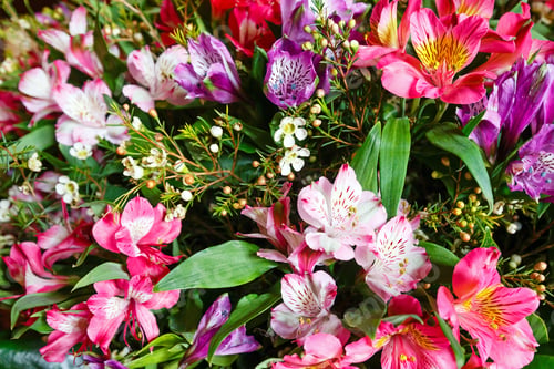 Preview: Big Multicolor Alstroemeria (Magenta - Pink - Red) Wonderful Summer Flowers Bouquet. Nature
