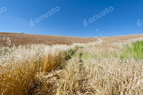 Preview: Wheat Field On The Hills In Sicily