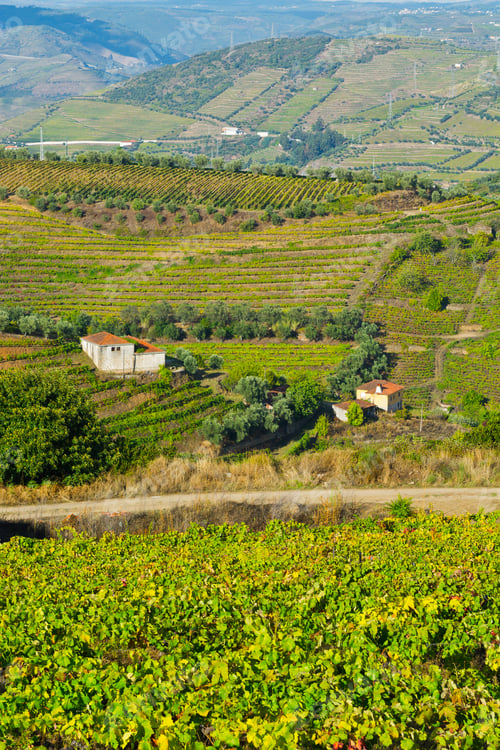 Preview: Extensive Vineyards On The Hills Of Portugal