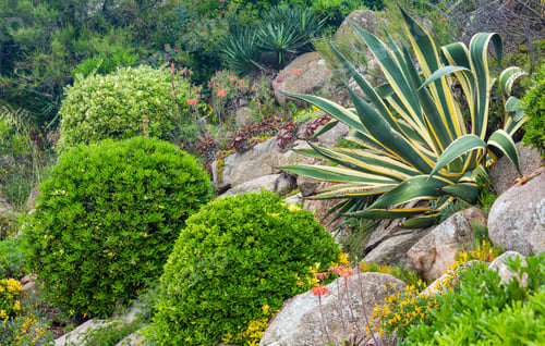 Preview: Stripped Aloe Plant And Green Circular Bushes In Summer Park.