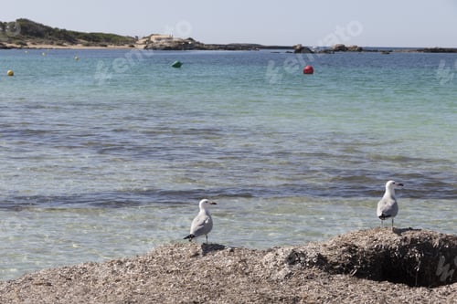 Preview: Turquoise Beach In Colonia St Jordi Majorca Island Spain