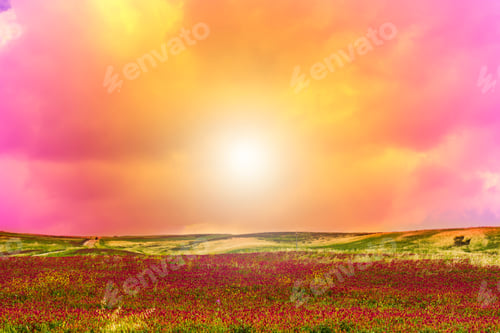 Preview: Flowering Fields On The Hills Of Sicily At Sunrise.