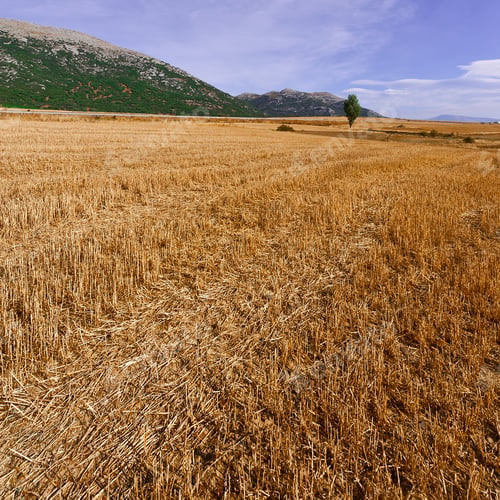 Preview: Fields In The Cantabrian Mountain, Spain