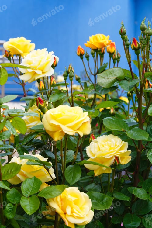 Preview: Spring Yellow Rose Flowers Closeup In Park.
