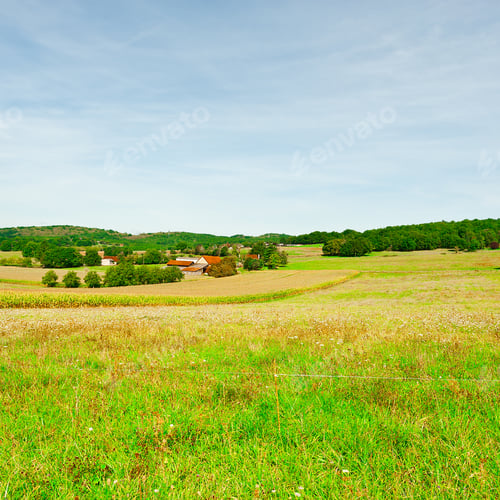 Preview: Plantation Of Corn Near The Small Village In France