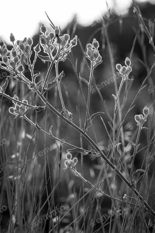 Preview: Field Flowers, Herbs And Leaves In Beautiful Sunset Light. Blurry Background, Copy Space