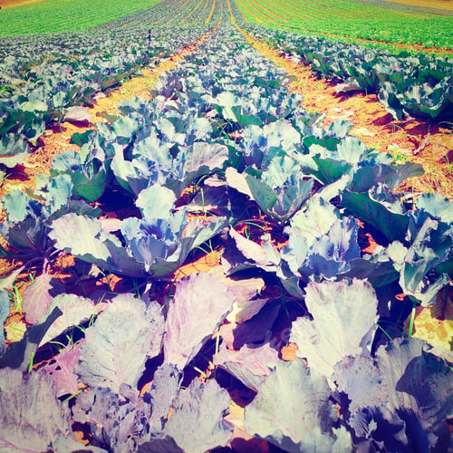 Preview: Rows Of Fresh Young Green Cabbage, Retro Effect