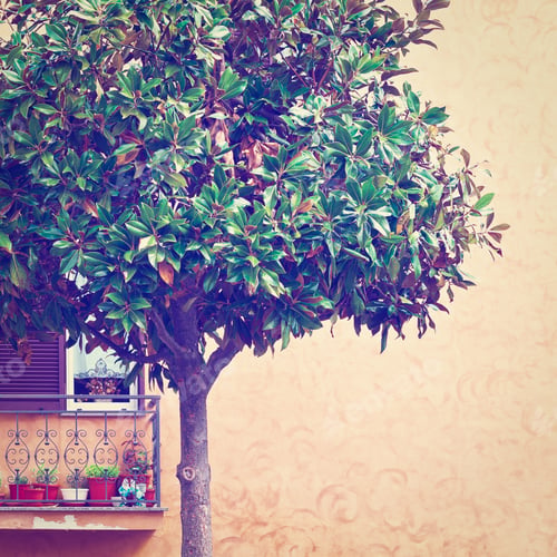 Preview: Ornamental Tree On The Background Of The Facade Of Italian House With Balcony, Retro Effect