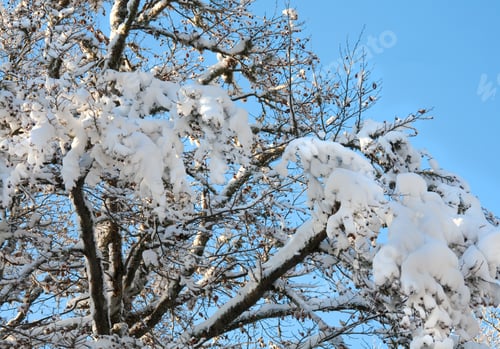 Preview: Winter Snow Covered Tree Twigs On Blue Sky Background