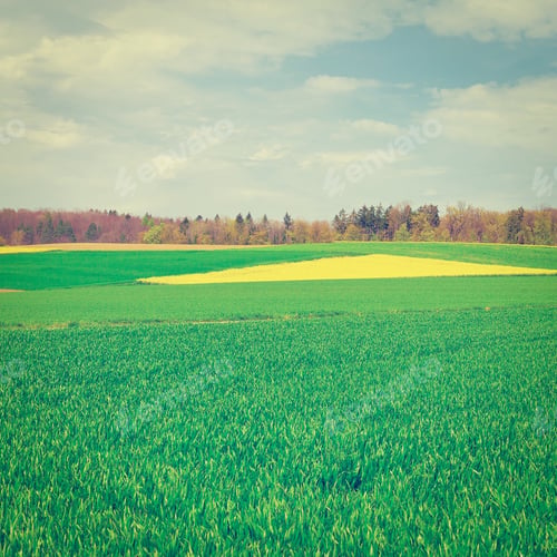 Preview: Alpine Pasture Framed By Forest In Switzerland, Instagram Effect