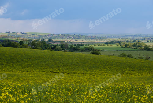 Preview: Spring Countryside View With Rapeseed Yellow Blooming Fields, Groves, Hills. Ukraine, Lviv Region.