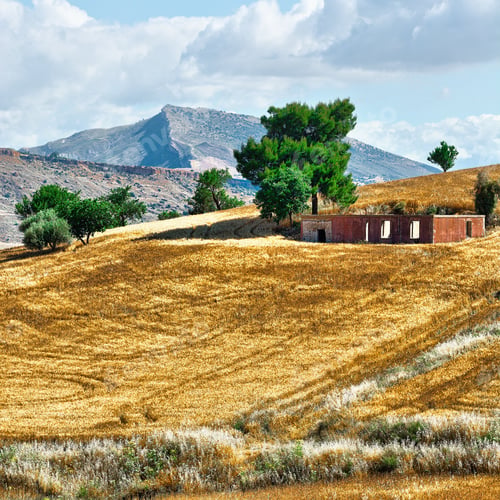 Preview: Wheat Fields On The Hills Of Sicily