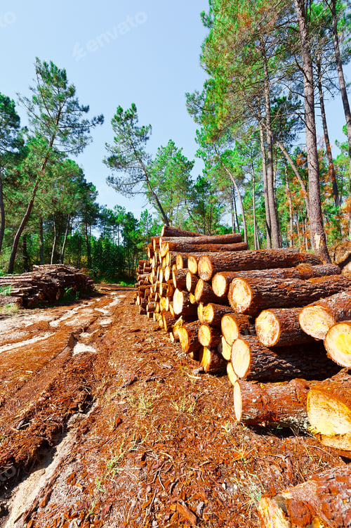 Preview: Logging In The Forest, Portugal