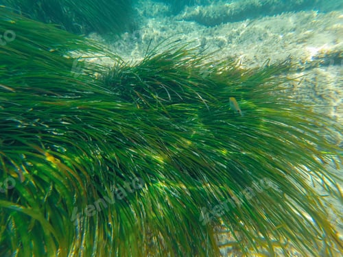 Preview: Underwater Image Moraira Beach Alicante Province Spain Mediterranean Sea