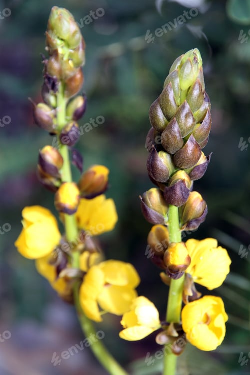 Preview: Flower Bulbs Tropical Resort Canary Islands