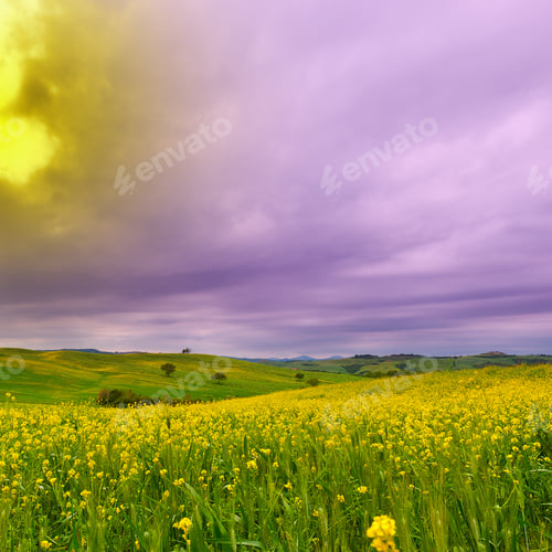 Preview: Green Fields In Italy At Sunset