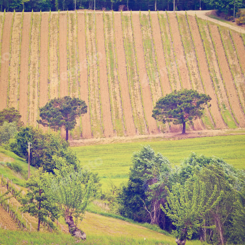 Preview: Hill Of Tuscany With Vineyard In The Chianti Region, Instagram Effect