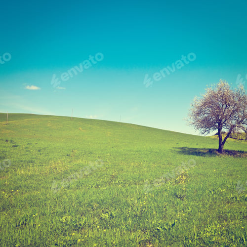 Preview: Flowering Tree Surrounded By Sloping Meadows Of Tuscany, Instagram Effect