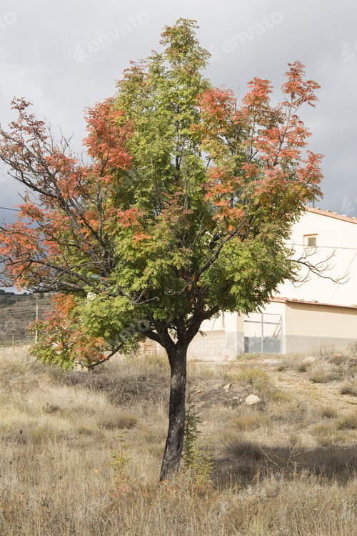 Preview: Autumn Landscape With Yellow Leaves Gudar Mountains Teruel Aragon Spain. Mora De Rubielos Village.
