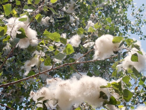 Preview: Summer Branch Of Poplar Tree With Fuzz