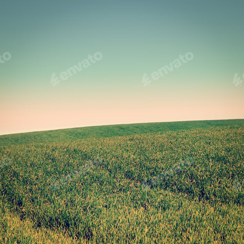 Preview: Green Spring Field In Israel At Sunset, Vintage Style Toned Picture