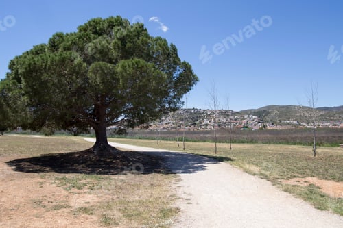 Preview: Wetland In Peniscola Castellon Province Spain