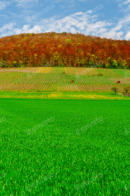 Preview: Alpine Pasture And Vineyard Framed By Forest In Switzerland