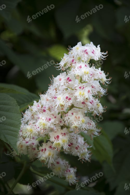 Preview: Flowering Branches Of Chestnut Tree Castanea Sativa Heidelberg Germany