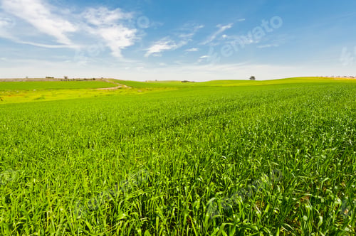 Preview: Green Field In Israel At Spring
