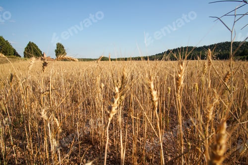 Preview: Wheat Field. Ears Of Golden Wheat. Beautiful Sunset Landscape. Background Of Ripening Ears. Teruel