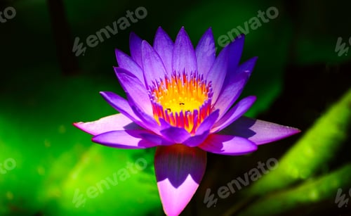 Preview: Blue Water Lily In The Pond