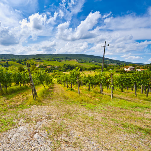 Preview: Vineyard With Ripe Grapes In The Autumn On The Background Of Medieval Italian City