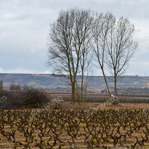 Preview: Rows Of Vines On The Field In Spain In Early Spring