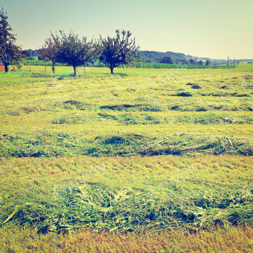 Preview: The Bavarian Village Surrounded By Mown Fields