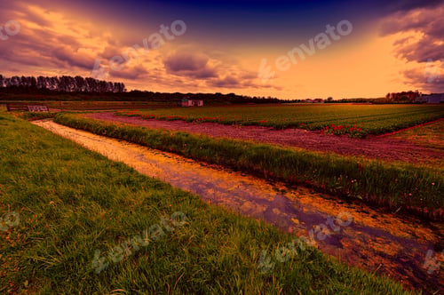 Preview: Fields Of Blooming Tulip Flowers In Nethrlands At Sunset. Assorted Flowers In A Dutch Spring Garden
