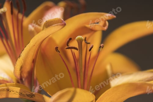 Preview: Orange Lilium Flowers
