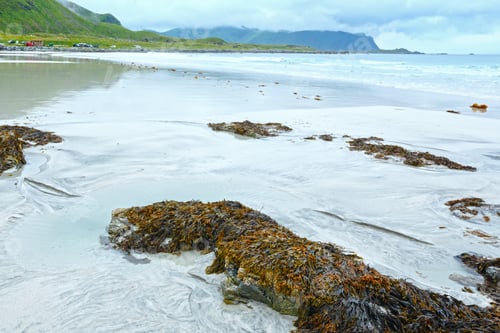Preview: Summer Cloudy View Of The Beach With White Sand And Alga On Stones In Ramberg (Norway, Lofoten).