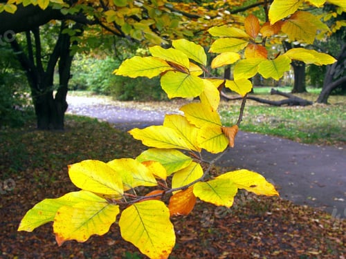 Preview: Colorful Autumn Park (15)