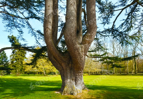 Preview: Big Old Tree With Divided Thick Trunk In Spring Park.