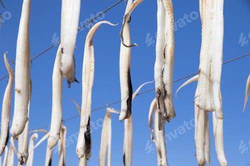 Preview: Hanging Fishes In Denia Alicante Province Spain