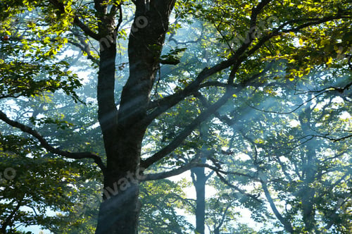 Preview: Autumn Forest With Sunbeam Through The Smoke