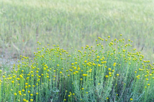 Preview: Cereal Plantation Springtime Teruel Aragon Spain