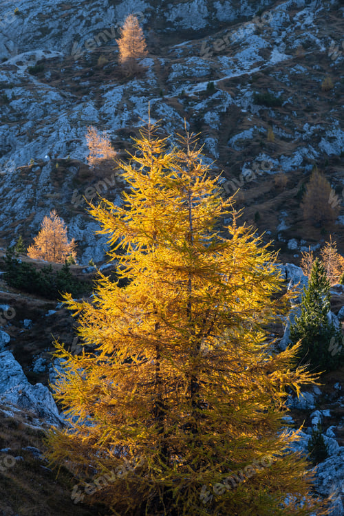 Preview: Autumn Larch Trees In First Morning Sunlight On Dark Slope In Shadow. Alps Mountain Highlands View