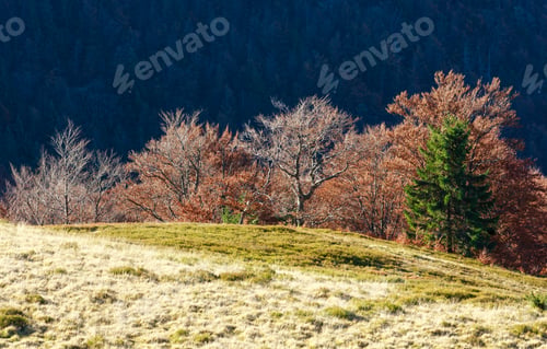 Preview: Trees With Dry Foliage And Fir On Slope In Autumn Carpathian. Hazy Morning View.