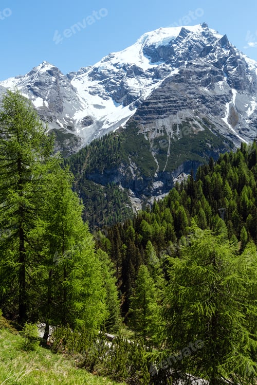 Preview: Summer Stelvio Pass With Fir Forest And Snow On Mountain Top (Italy)
