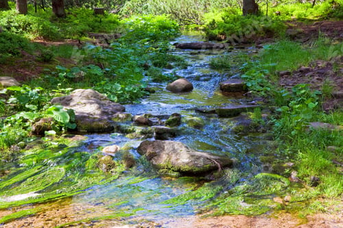 Preview: Summer Stream With Moss Covered Stones At Bottom In Forest